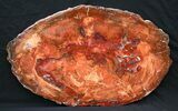 Brilliant Petrified Wood Tabletop - x #6111-1